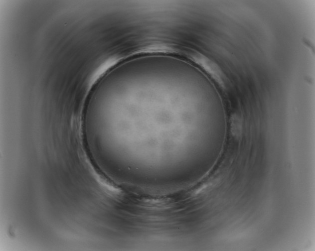 X0000096671229200802051215