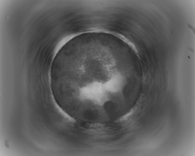 X0000096671239200802051215