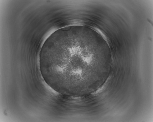X0000096671243200802051215