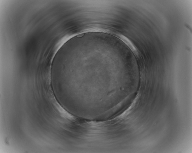 X0000096671244200802051215