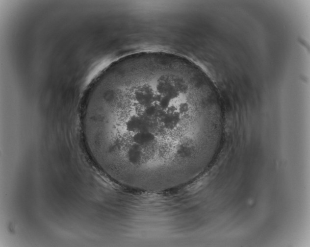 X0000096671263200802051214