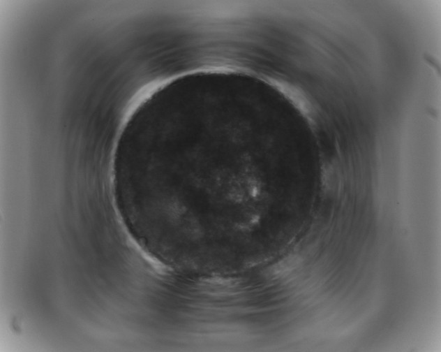 X0000096671327200802051214