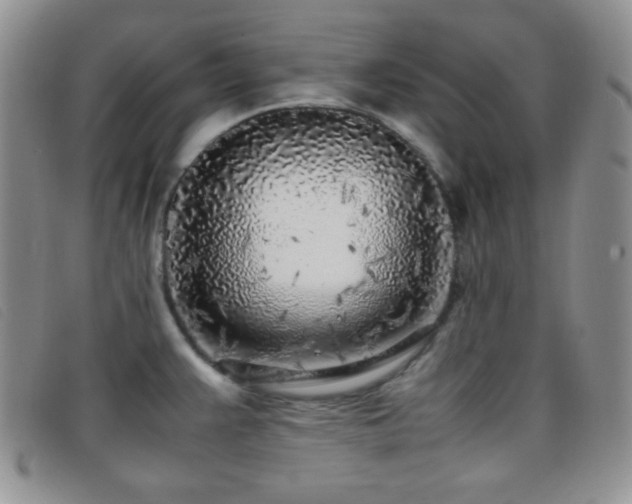 X0000096671383200802051212