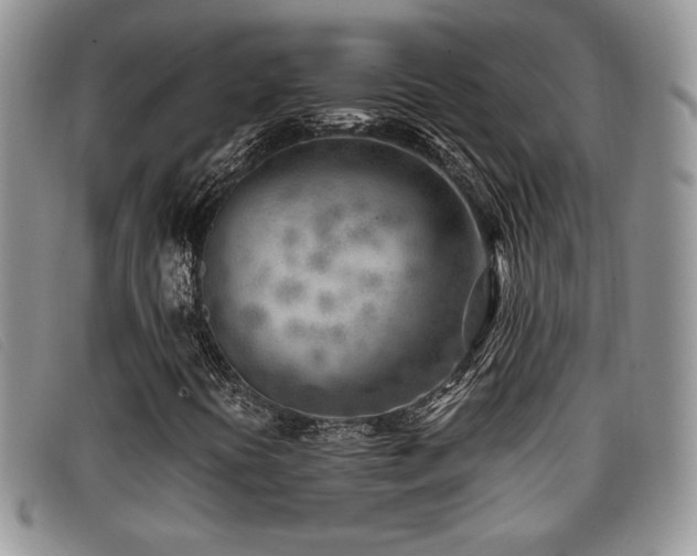 X0000096671394200802051212