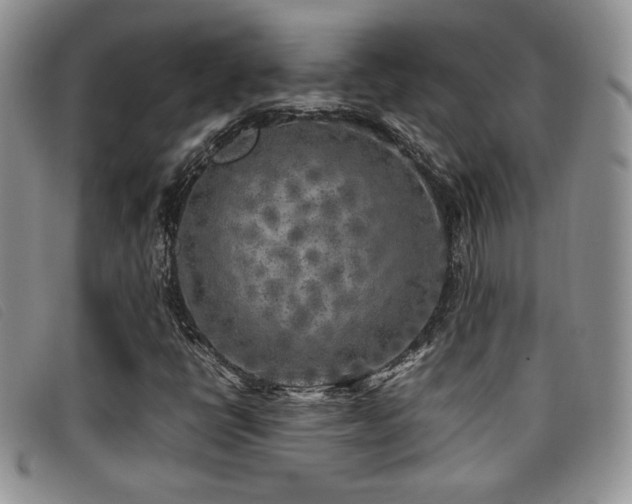 X0000096671398200802051212