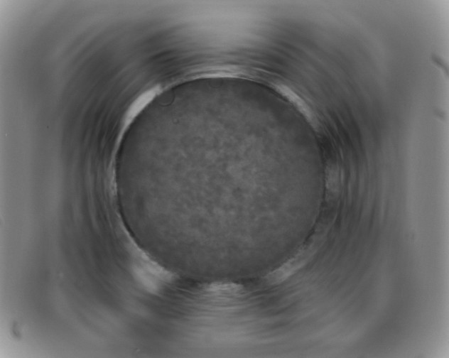 X0000096671466200802051211