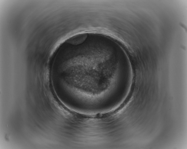 X0000096671506200802051210