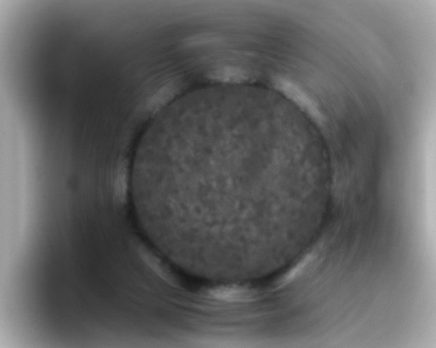 X0000096670065200802121159