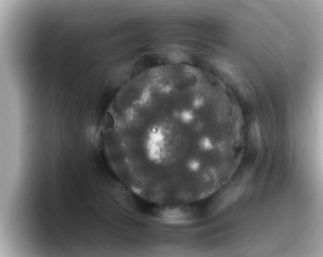 X0000096670177200802121158