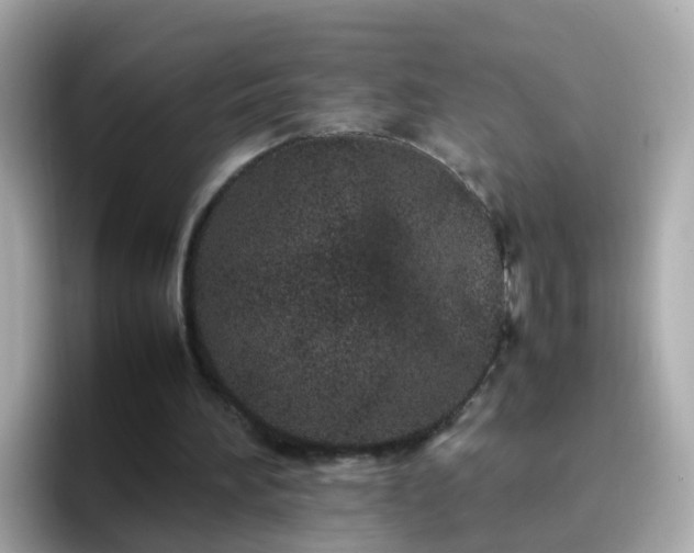 X0000096670196200802121158