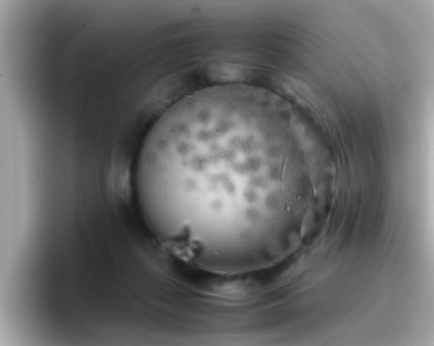 X0000096670267200802121157
