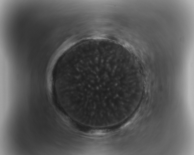 X0000096670295200802121157