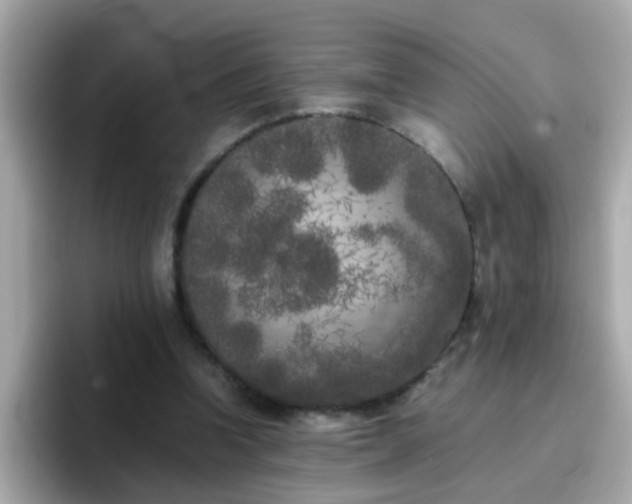 X0000096670346200802121156
