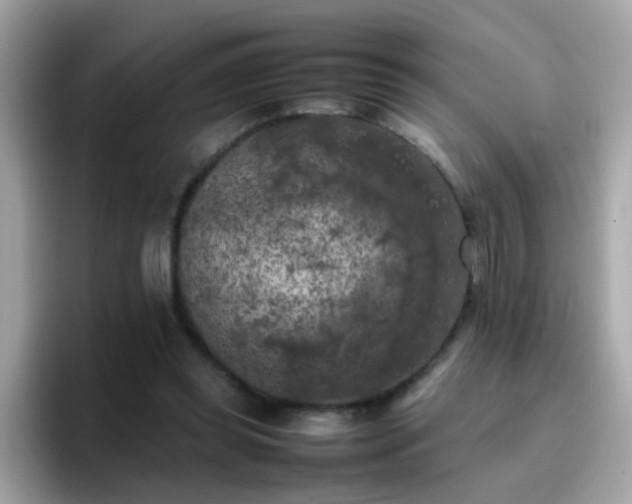 X0000096670349200802121156