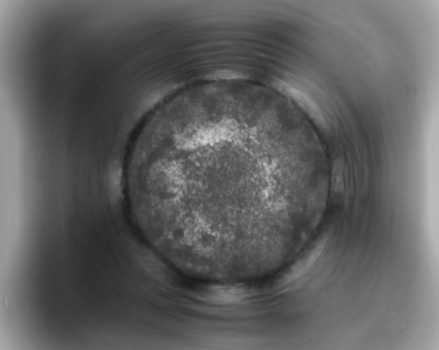 X0000096670351200802121156