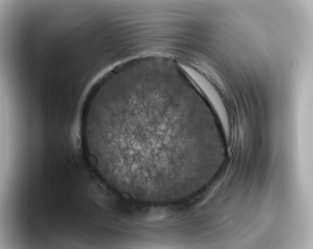 X0000096670388200802121155