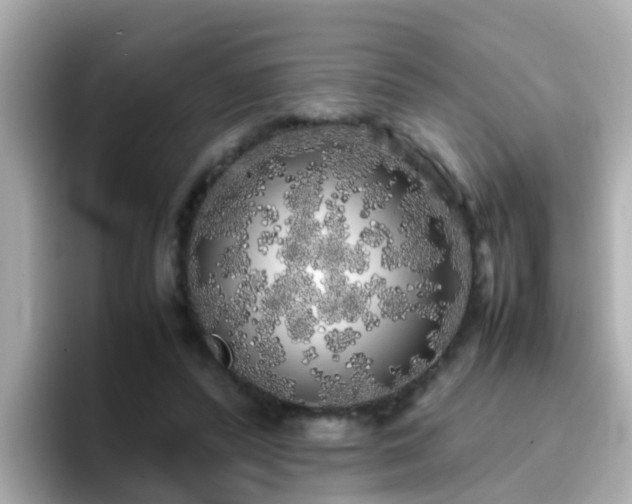 X0000096670400200802121155