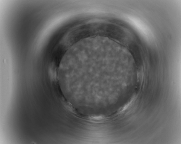 X0000096670431200802121155