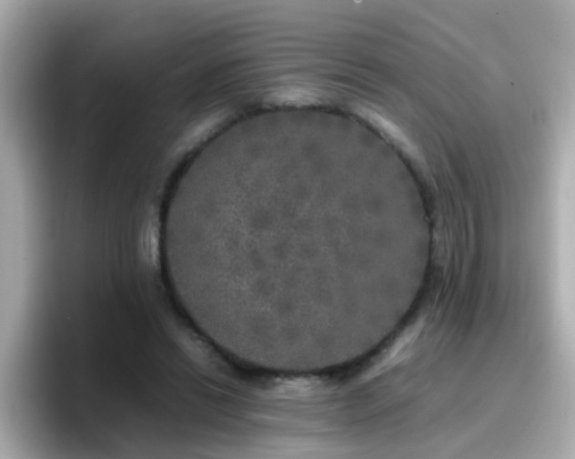 X0000096670446200802121154