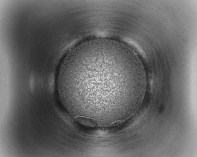 X0000096670496200802121154