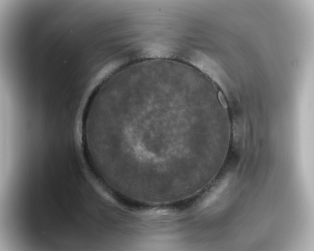 X0000096670581200802121153