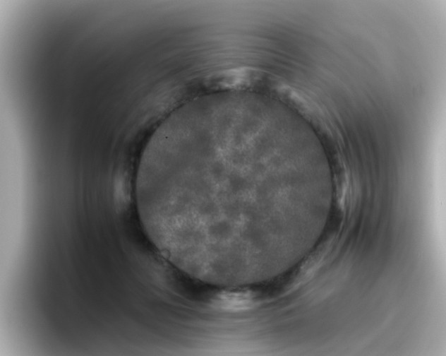 X0000096670606200802121153