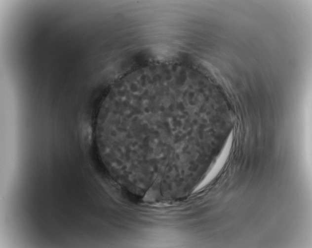 X0000096670703200802121151