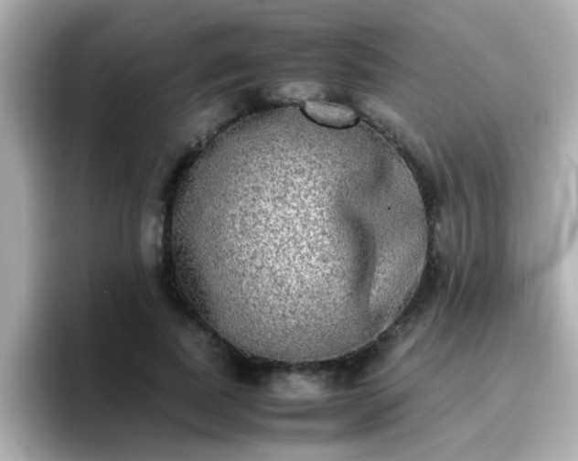 X0000096670739200802121151