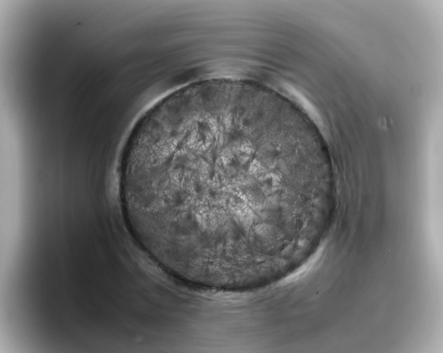 X0000096670779200802121150