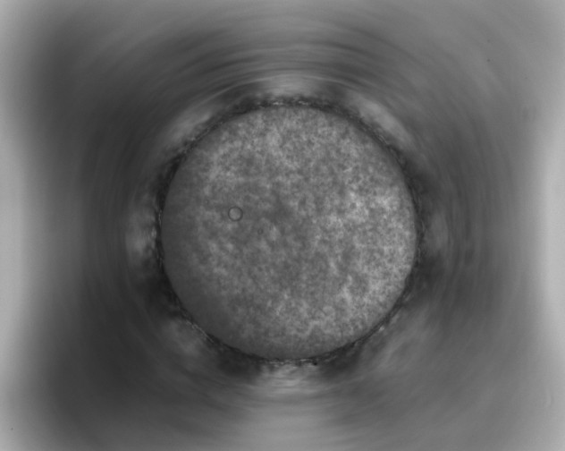 X0000096670824200802121149