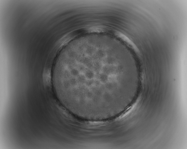X0000096670825200802121149