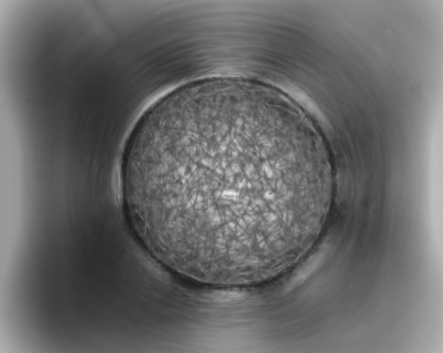 X0000096670838200802121149