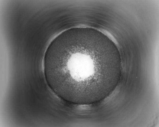 X0000096670839200802121149