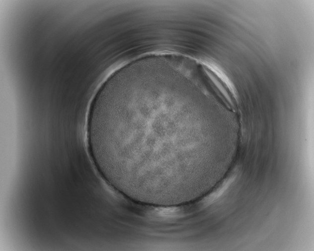 X0000096670845200802121150