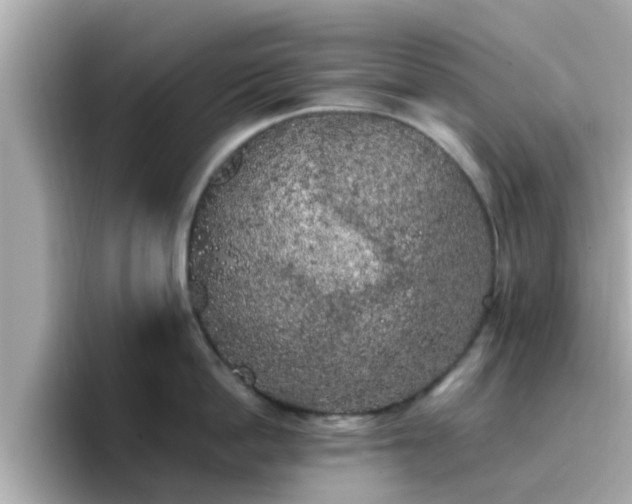 X0000096670862200802121150