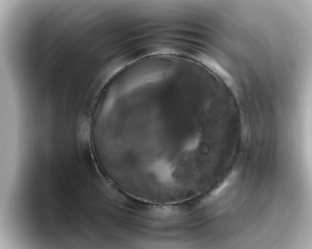 X0000096670945200802121148