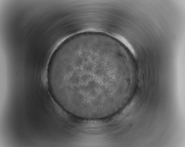 X0000096670972200802121148