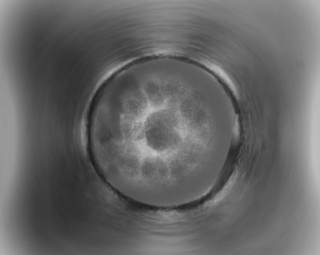 X0000096670983200802121148