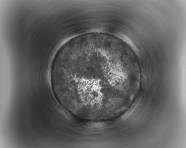 X0000096671035200802121147