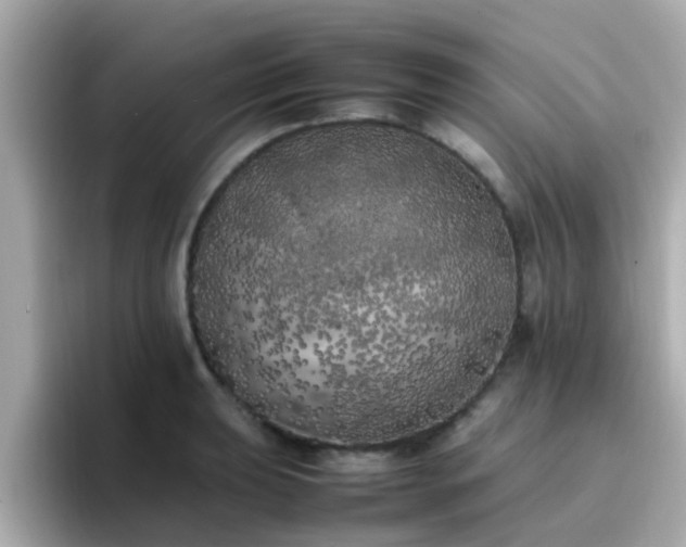 X0000096671039200802121147