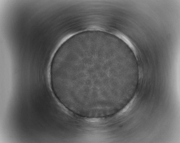 X0000096671048200802121147