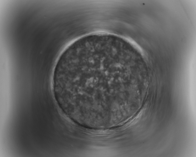 X0000096671279200802121143