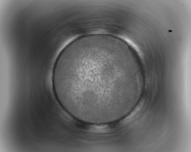 X0000096671325200802121143