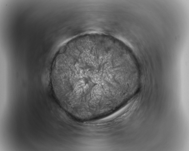 X0000096671359200802121142