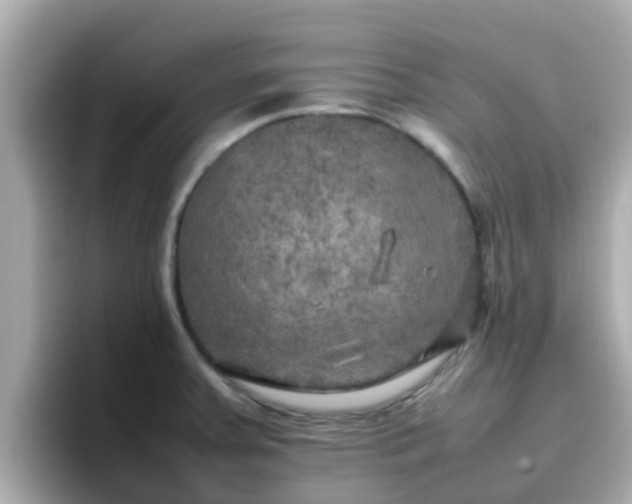 X0000096671379200802121142