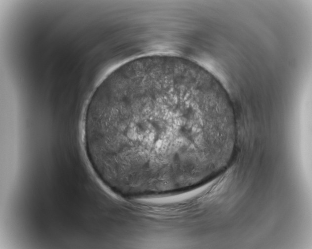 X0000096671383200802121142