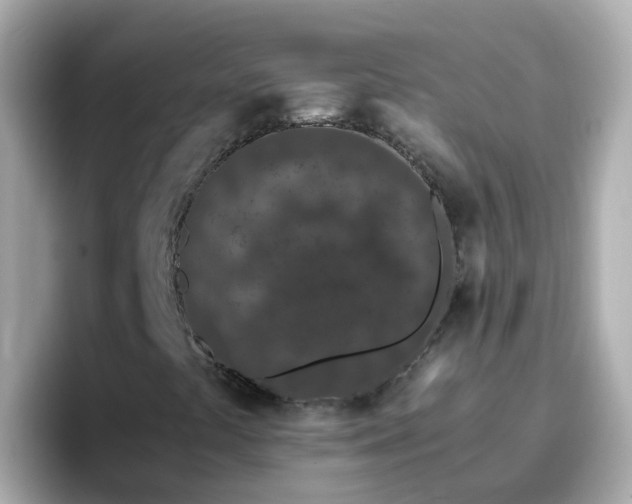 X0000096671441200802121141