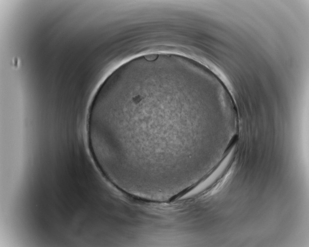 X0000096671533200802121141