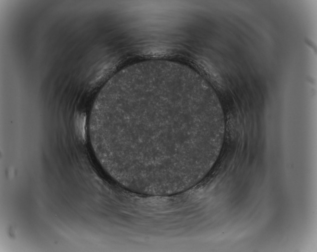 X0000096670024200802191340