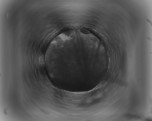 X0000096670048200802191339